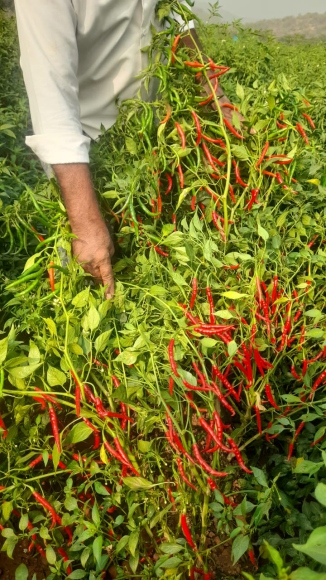 Chilli crop with abundant fruit bearing