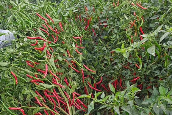Commercial Vegetable Hybrid Breeding