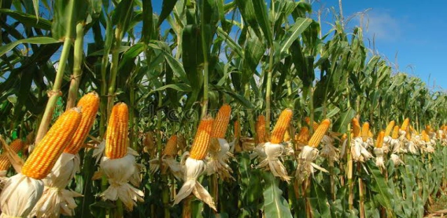 Hybrid Maize Research Breeding Trials