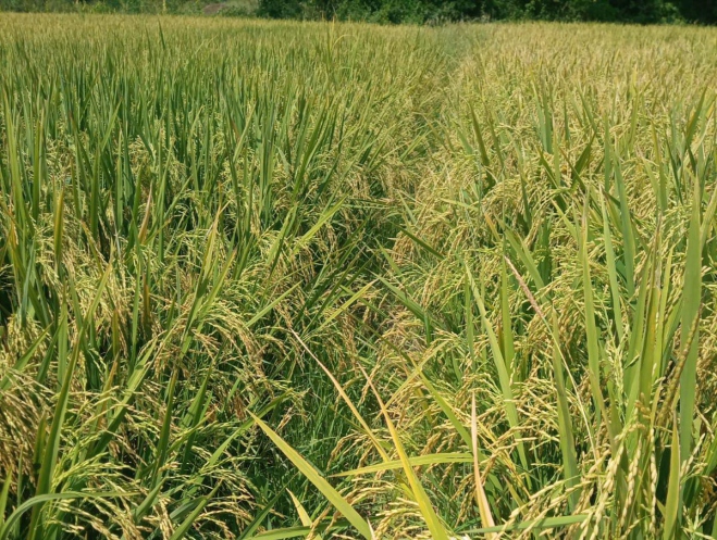Surya 22 maize field trial