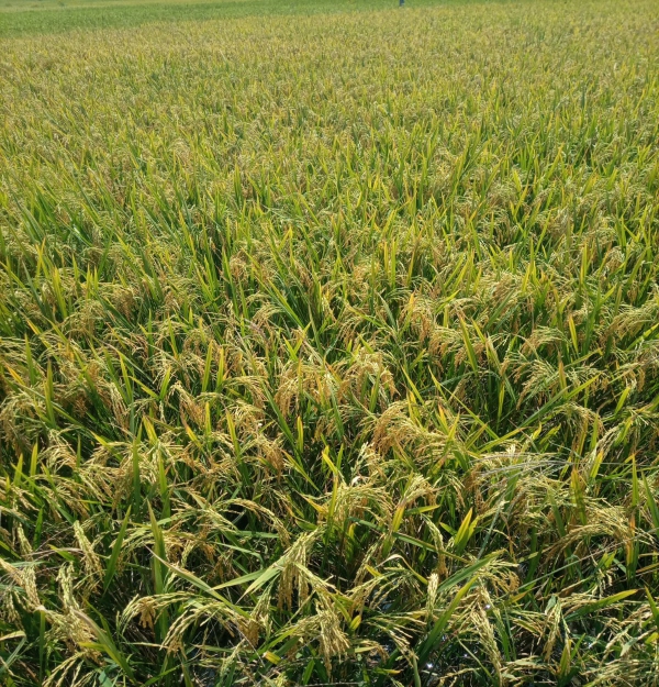 Kaveri Super Amman rice paddy in field