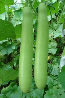 Bottle Gourd seeds