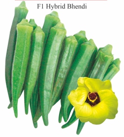 Okra seeds