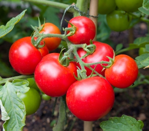 Tomato seed varieties by Cropgene